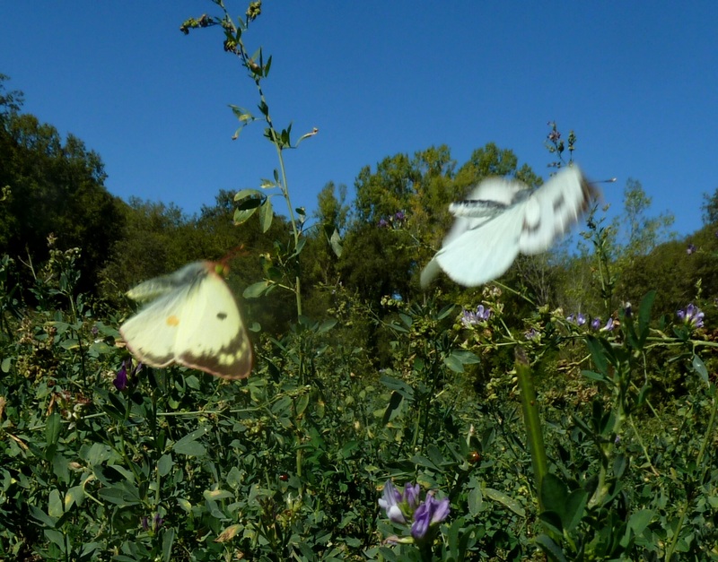 Colias crocea  forma helice???